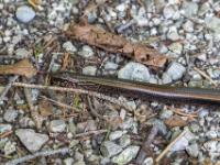 Blindschleiche