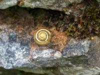 Bänderschnecke
