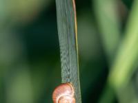 Bänderschnecke
