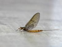 Eintagsfliege