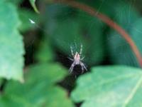 Gartenkreuzspinne