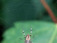 Gartenkreuzspinne