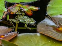 Teichfrosch