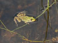 Teichfrosch