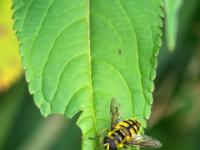 Totenkopfschwebfliege