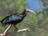 Waldrapp